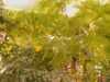 20080802191828-IMAG0523.jpg