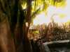 20080802192023-IMAG0526.jpg