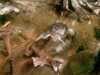 20080802192210-IMAG0532.jpg