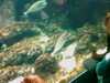20080802184420-IMAG0441.jpg
