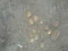 PICT0049.JPG