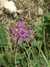 DSCF2698.JPG