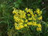 DSCF2700.JPG