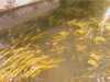 20080917120314-IMAG0746.jpg