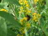 20080917150214-DSCF2701.JPG