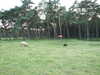 20080918183205-DSCF2771.JPG