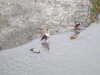 20081224143828-DSCF3243.JPG