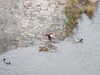 20081224143836-DSCF3244.JPG