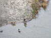20081224143846-DSCF3246.JPG