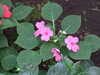 20090413103748-DSCF3731.JPG