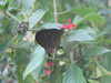 20090413103805-DSCF3732.JPG