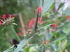 20090413103824-DSCF3733.JPG
