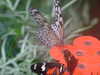 20090413103956-DSCF3739.JPG