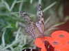 20090413103959-DSCF3740.JPG