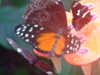 20090413104130-DSCF3743.JPG
