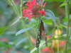 20090413104200-DSCF3745.JPG
