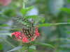 20090413104218-DSCF3746.JPG
