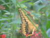 20090413104234-DSCF3748.JPG