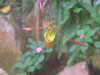 20090413104244-DSCF3749.JPG