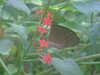20090413104308-DSCF3751.JPG