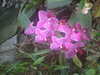 20090413104318-DSCF3752.JPG