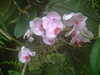 20090413104323-DSCF3753.JPG
