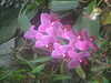 20090413104328-DSCF3754.JPG