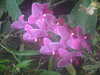 20090413104337-DSCF3755.JPG