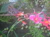 20090413104351-DSCF3756.JPG
