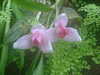 20090413104359-DSCF3757.JPG
