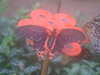 20090413104441-DSCF3760.JPG