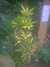 20090413104525-DSCF3761.JPG