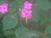 20090413104557-DSCF3764.JPG