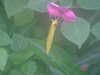 20090413104607-DSCF3765.JPG