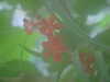 20090413104626-DSCF3766.JPG