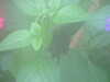 20090413104732-DSCF3768.JPG