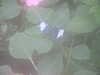 20090413104844-DSCF3771.JPG