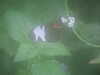 20090413104908-DSCF3772.JPG