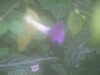 20090413104920-DSCF3773.JPG