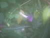 20090413104927-DSCF3774.JPG