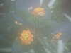 20090413105005-DSCF3775.JPG