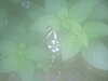 20090413105104-DSCF3777.JPG