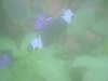 20090413105124-DSCF3778.JPG