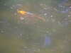 20090413105459-DSCF3781.JPG