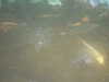 20090413105510-DSCF3782.JPG
