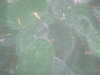 20090413105521-DSCF3783.JPG