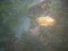 20090413105602-DSCF3786.JPG