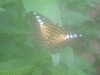 20090413105622-DSCF3787.JPG