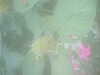 20090413105643-DSCF3788.JPG