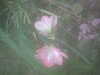 20090413105909-DSCF3789.JPG
